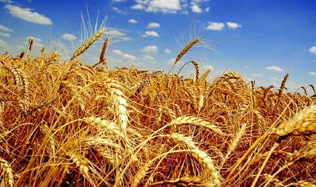 В 2018 году рост сельхозпроизводства в РФ составит не менее 3%