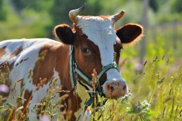 Айрширская молочная корова