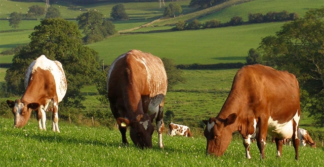 Ганзейские молочные коровы