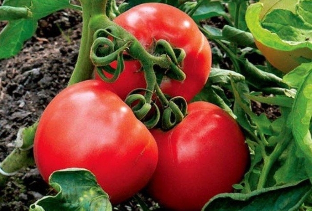 Как повысить устойчивость томатов