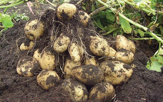 Как защитить картофель от вырождения