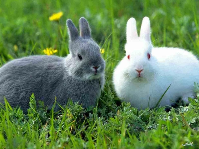 Какой травой кормить кроликов