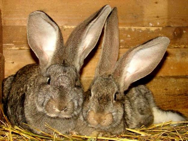 Кролики породы Фландр