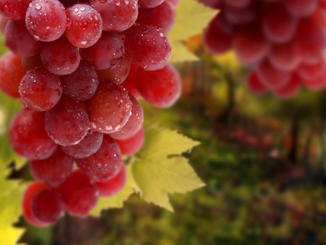 Лучшие сорта винограда – АГРАРИЙ