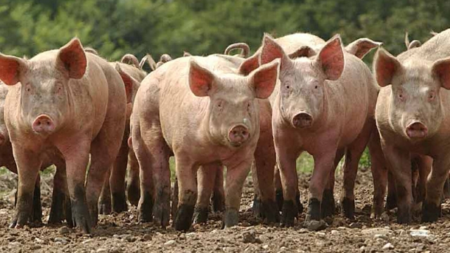 Минеральное кормление свиней и воспроизводство