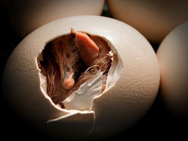 Оценка качества инкубационных яиц