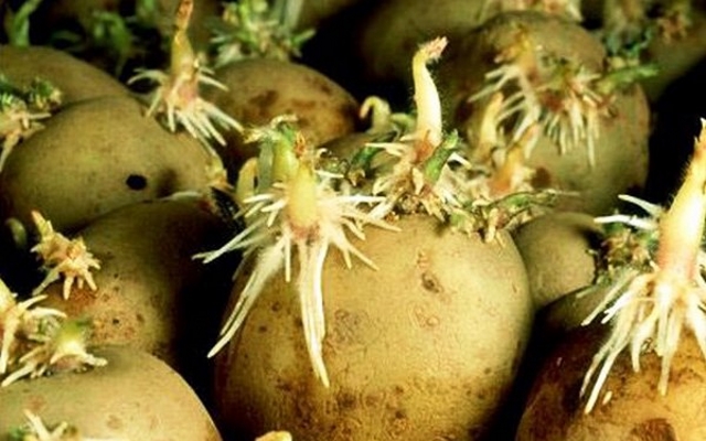 Посадка картофеля ростками
