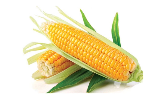 Сахарная кукуруза — одна из самых доходных культур