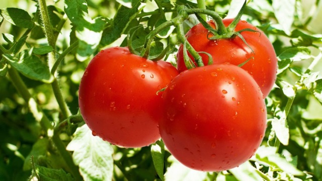 В России заподозрили турецкие компании в поставках томатов из других стран