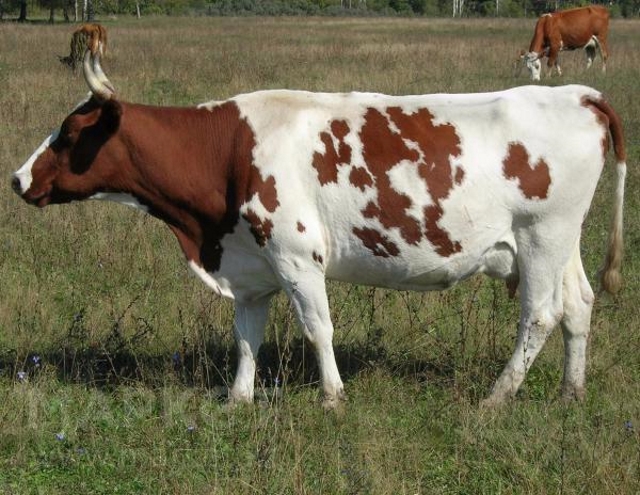 Айширская порода коров