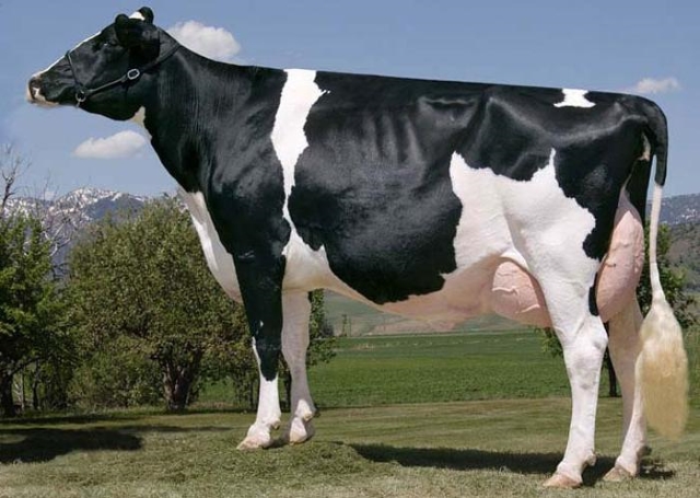Черно пестрая порода коров