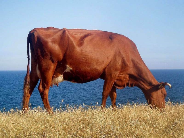 Красная порода коров