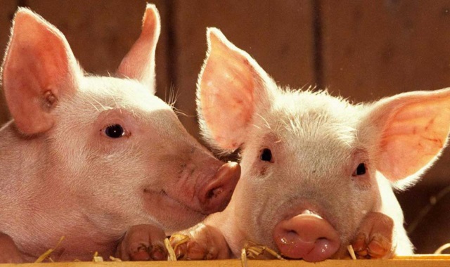 По итогам 2017 г. АПХ «Мираторг» сохранил позицию ведущего производителя свинины в РФ