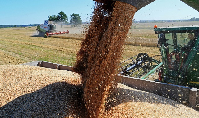 Минсельхоз РФ в текущем сезоне Россия поставит на экспорт 45-47 млн тонн зерна