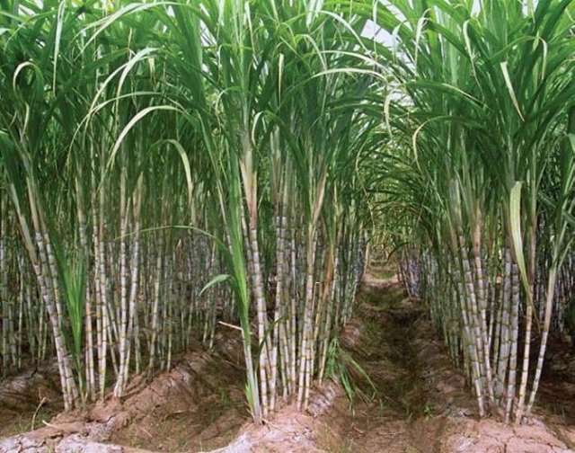 Генетически модифицированный сахарный тростник