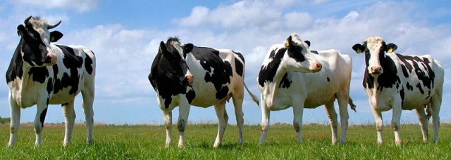 Инвестиционная привлекательность молочного скотоводства растет