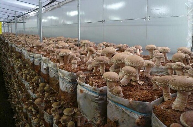 Московская область — российский лидер по промышленному производству грибов