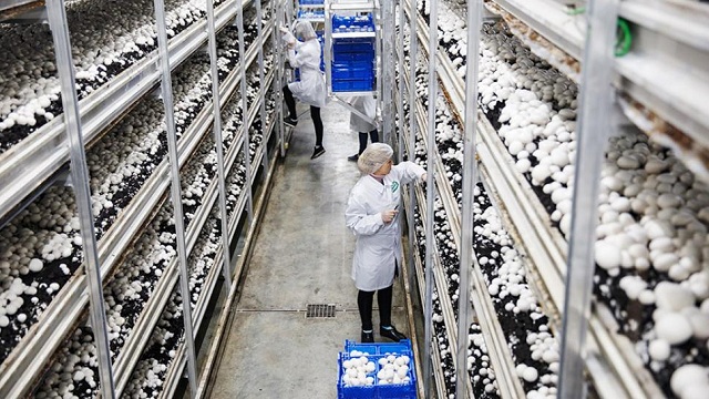 Научный центр по развитию грибоводства в России создадут на базе Тимирязевской академии