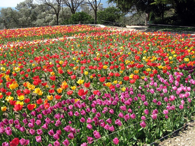Парад тюльпанов в Никитском Ботаническом саду — это стоит увидеть