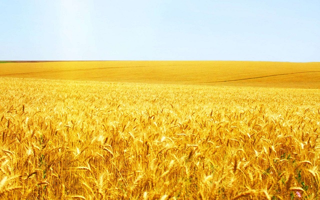Аналитики США: урожай пшеницы в России снизится на 13%