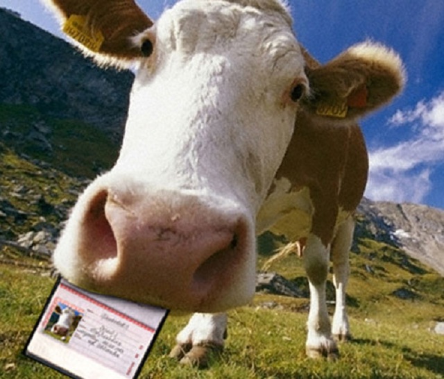 Каждой корове – паспорт