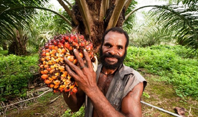 Масложировики против квот на импорт пальмового масла