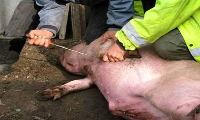 Опасаясь АЧС, в Белоруссии уничтожают свиней. Минск молчит.