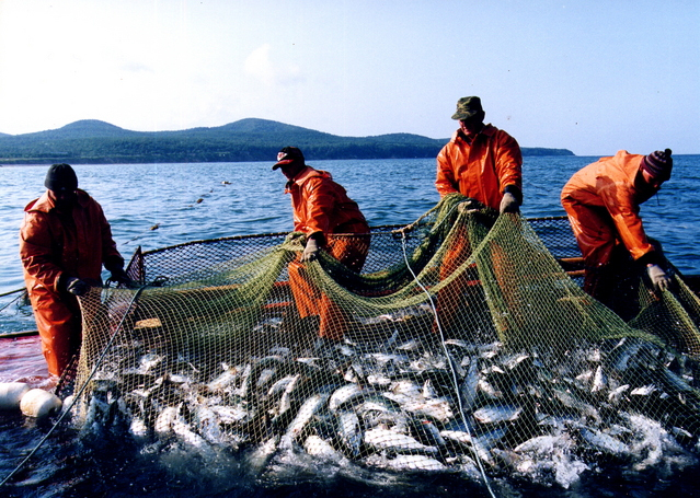 Основная проблема рыбной отрасли – сырьевая направленность