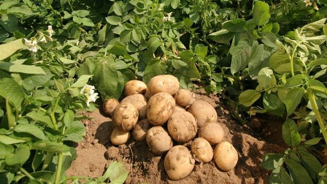 Промышленное семеноводство по картофелю в Свердловской области полностью выполнит программу импортозамещения через 5-7 лет