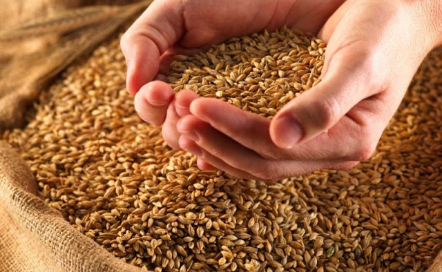 РФ с начала сельхозгода увеличила экспорт зерна в дальнее зарубежье на 40%