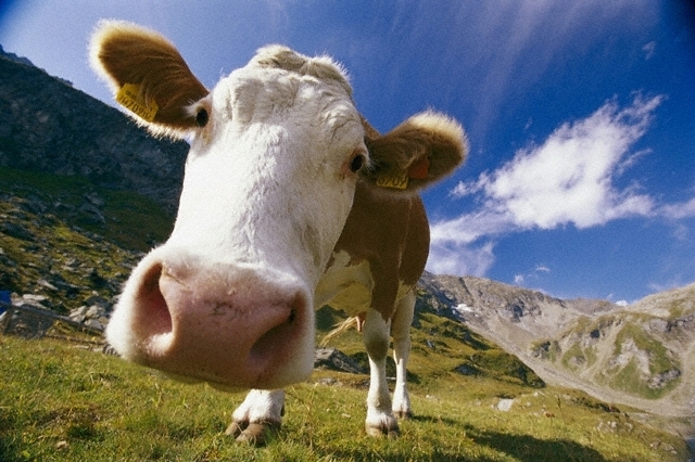 Российские животноводческие хозяйства увеличили производство молока