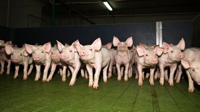 Строительство нового свинокомплекса планируется на Алтае