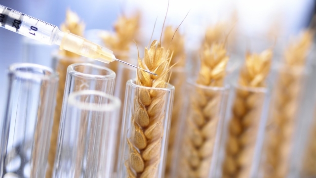 Ученые сделали прорыв в генетике пшеницы