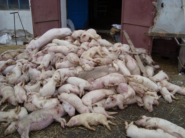 В Минске отрицают вспышку африканской чумы свиней в Белоруссии