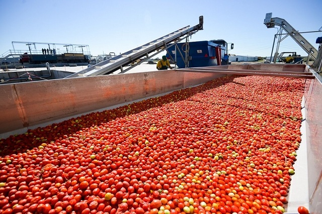 Астраханцы намерены занять почти половину рынка томатной пасты в РФ