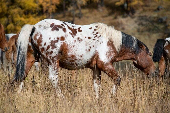 Бабезиоз лошадей - клинические признаки и симптомы