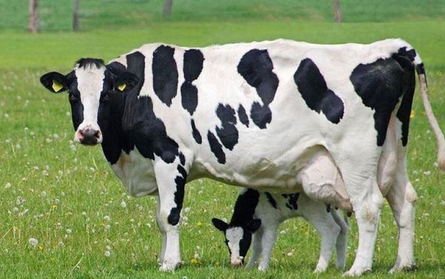 Количество высокоудойных коров в Подмосковье значительно выросло