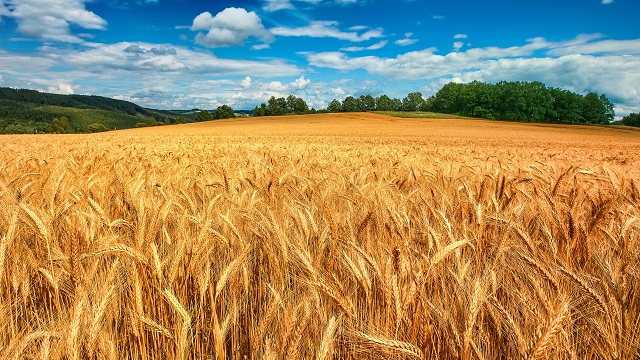 Прогноз нового урожая зерновых от Минсельхоза РФ - 110-115 млн тонн зерновых