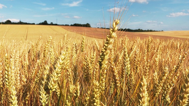 Россия в 2018-2019 станет лидером по экспорту пшеницы