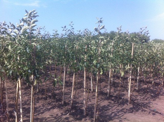 В Белгородской области высадили 150 тысяч яблоневых саженцев