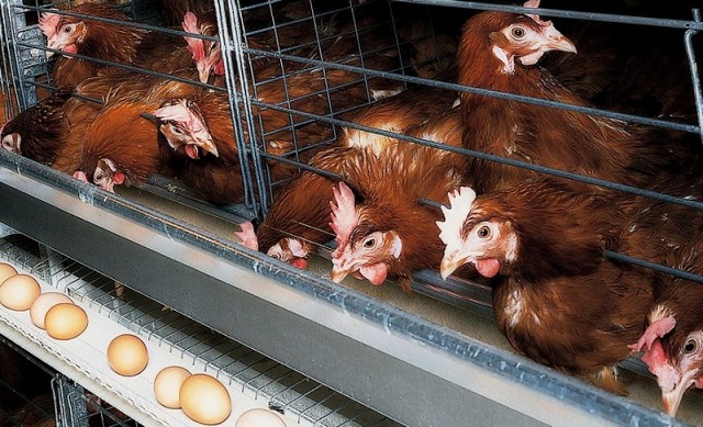 В Якутии на птицефабрике обрушились клетки с десятками тысяч кур
