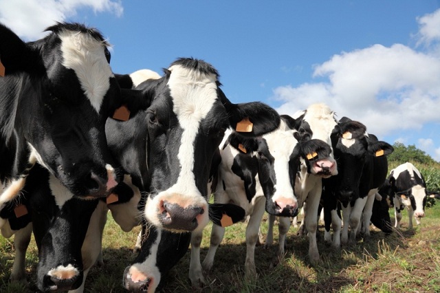 В Приморье крупным молочным предприятиям предложили взять шефство над фермерами