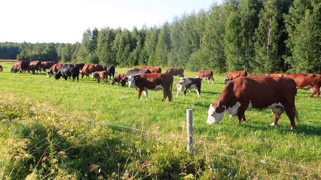 В России поголовье крупного рогатого скота увеличилось на 25% за последние пять лет