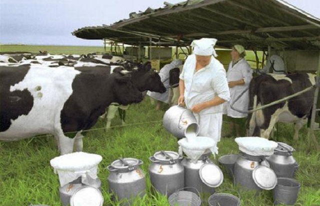 В. Гончаров: заниматься производством молока скоро станет выгодно