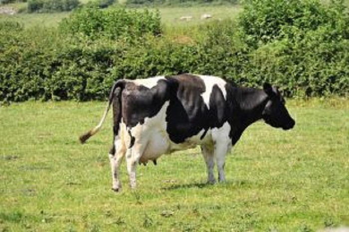 Вспышки бруцеллеза могут стать причиной запрета на ввоз скота в Оренбуржье 
