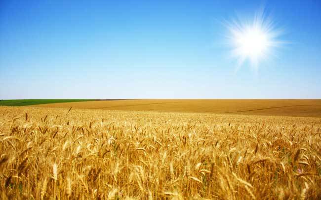 около 70% сельхозпредприятий России в 2018 г ожидают роста урожайности