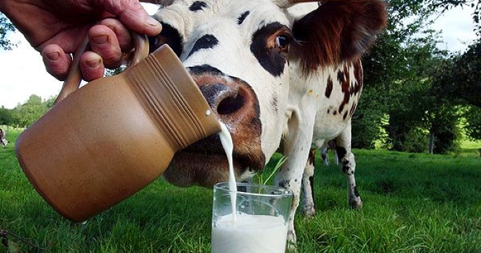 Агрофирмы холдинга АГРОСИЛА вышли на рекордный валовый надой молока