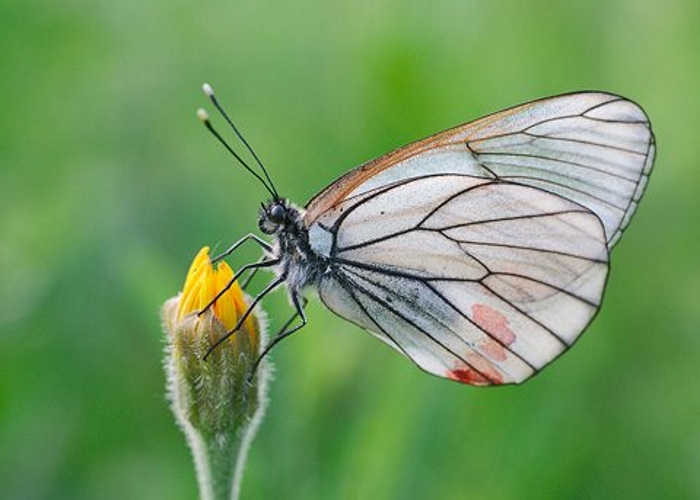 Бабочка-вредитель сада и огорода боярышница