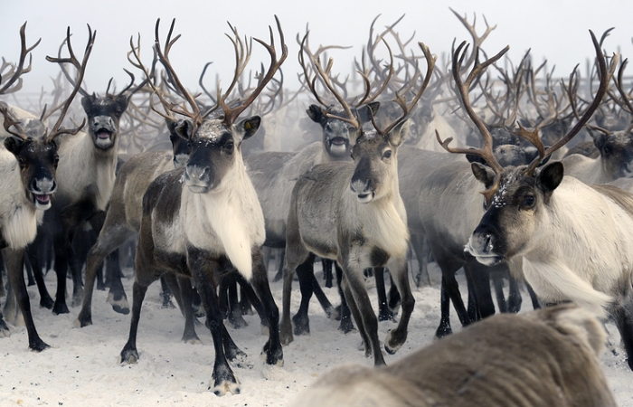 Глава района на Ямале заявил, что не хочет принудительно сокращать поголовье оленей