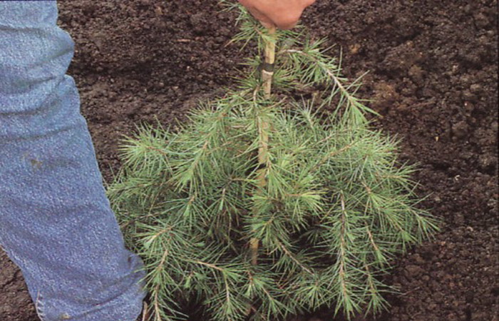 Как посадить канадскую ель